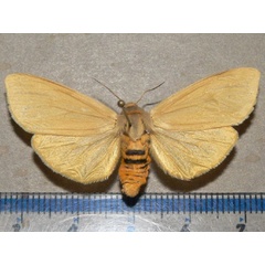 /filer/webapps/moths/media/images/O/occidens_Spilosoma_AF_Goffa_01.jpg