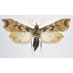 /filer/webapps/moths/media/images/L/laisalis_Leucinodes_AF_NHMO.jpg