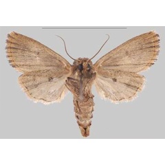 /filer/webapps/moths/media/images/M/metiminko_Sciomesa_PTF_MNHNb.jpg
