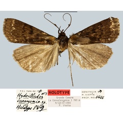 /filer/webapps/moths/media/images/C/carayoni_Hydrillodes_HT_MNHN.jpg