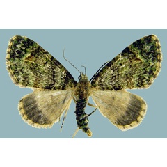 /filer/webapps/moths/media/images/P/prasinaria_Piercia_AF_Staude.jpg