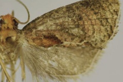 Thaumatotibia machakelana