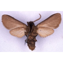 /filer/webapps/moths/media/images/B/benitensis_Metarctia_ST_CMP_02.jpg