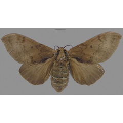 /filer/webapps/moths/media/images/G/greyi_Gastroplakaeis_STF_CMNH.jpg