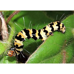 /filer/webapps/moths/media/images/P/phedonia_Rhanidophora_C_Braun_09.jpg