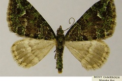 Piercia fumitacta
