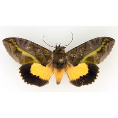 /filer/webapps/moths/media/images/D/divitiosa_Eudocima_AM_TMSA_02.jpg