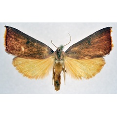 /filer/webapps/moths/media/images/M/mystica_Prodidactis_AM_NHMO.jpg