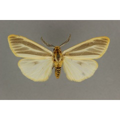 /filer/webapps/moths/media/images/S/suffusa_Acantharctia_LT_BMNH.jpg