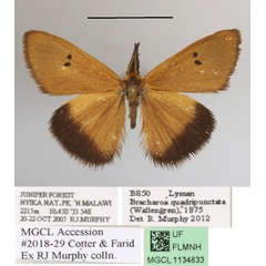 /filer/webapps/moths/media/images/Q/quadripunctata_Bracharoa_A_MGCLa_02.jpg