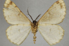 Zeuctoboarmia ruandana
