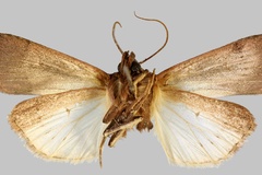 Ochropleura megaplecta