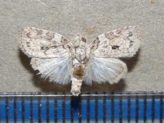 /usr/local/www/sites/moths/media/images/V/virgulana_Pardasena_A_Goff_01.jpg