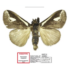 /filer/webapps/moths/media/images/C/congolana_Neomardara_PTM_ANHRT_01.jpg