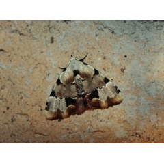 /filer/webapps/moths/media/images/P/politzari_Tegiapa_A_RolandZW.jpg