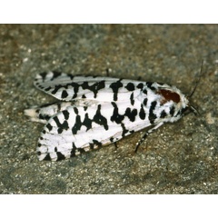 /filer/webapps/moths/media/images/L/liturata_Azygophleps_A_Roland_01.jpg