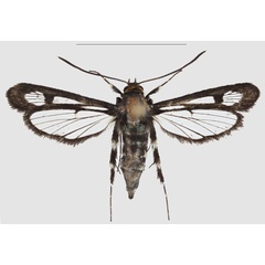 /filer/webapps/moths/media/images/N/nimbaensis_Crinipus_PTF_SMNS_02.jpg