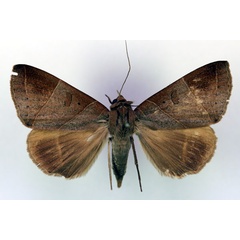 /filer/webapps/moths/media/images/M/metaphaea_Thyas_AF_RMCA.jpg