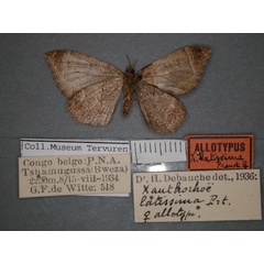 /filer/webapps/moths/media/images/L/latissima_Xanthorhoe_AT_RMCA_02.jpg