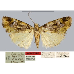 /filer/webapps/moths/media/images/P/phylata_Lithacodia_HT_MNHN.jpg