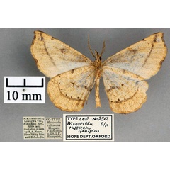 /filer/webapps/moths/media/images/R/rufescens_Mesocoela_STM_OUMNH_02.jpg