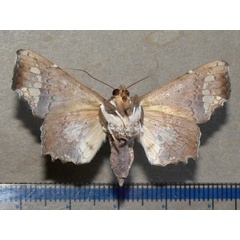 /filer/webapps/moths/media/images/G/gomphiona_Episparis_AF_Goffb_01.jpg