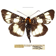/filer/webapps/moths/media/images/E/eburnea_Hespagarista_AM_RBINS_01.jpg