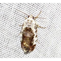 /filer/webapps/moths/media/images/C/conifrons_Emmelia_A_Braun_04.jpg