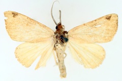 Deinopa flavida