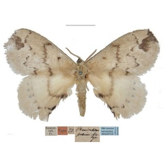 /filer/webapps/moths/media/images/P/preussi_Phasicnecus_HT_MfN.jpg