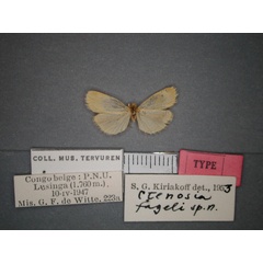 /filer/webapps/moths/media/images/F/fageli_Pusiola_HT_RMCA_01.jpg