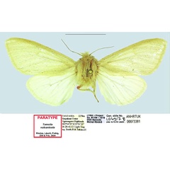 /filer/webapps/moths/media/images/V/vulcanicola_Tamsita_PTF_ANHRT.jpg