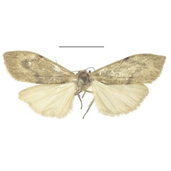 /filer/webapps/moths/media/images/H/henricus_Archithosia_PTF_MSNS.jpg