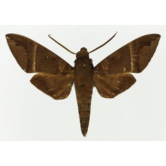 /filer/webapps/moths/media/images/T/transitoria_Nephele_AM_Basquin_01.jpg