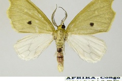 Dysnymphus monostigma