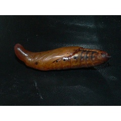 /filer/webapps/moths/media/images/A/accentifera_Nephele_P_Goff_03.jpg