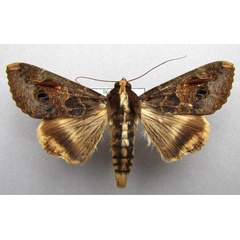 /filer/webapps/moths/media/images/C/chlorea_Sphingomorpha_A_Baron.jpg