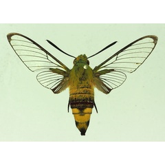 /filer/webapps/moths/media/images/V/virescens_Cephonodes_AM_Basquin_04.jpg