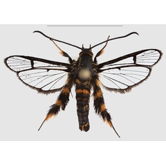 /filer/webapps/moths/media/images/A/auripes_Crinipus_AM_SMNSa.jpg
