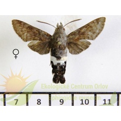 /filer/webapps/moths/media/images/A/alterhirundo_Leucostrophus_AF_SMCR.jpg