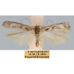 /filer/webapps/moths/media/images/G/griseella_Scythris_HT_SAMC_fu7x0kH.jpg
