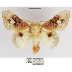 /filer/webapps/moths/media/images/C/clementsi_Schausinna_AM_TMSA.jpg