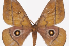 Gonimbrasia belayneshae