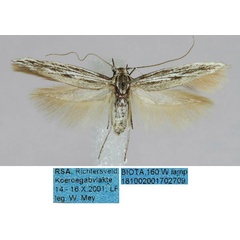 /filer/webapps/moths/media/images/K/kruegeri_Scythris_HT_ZMHB_a9j5Wu7.jpg