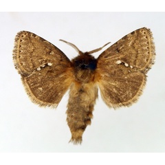 /filer/webapps/moths/media/images/C/cymaphora_Metarbela_AF_TMSA.jpg