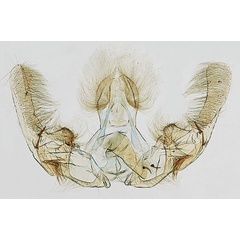 /filer/webapps/moths/media/images/A/analcis_Afroploce_GMHT_Bassi_6476.jpg