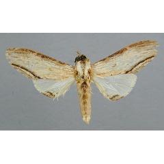 /filer/webapps/moths/media/images/R/rectilinea_Atrasana_A_RMCA_01.jpg