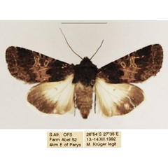 /filer/webapps/moths/media/images/B/bulgeri_Odontestra_AF_TMSA_02.jpg
