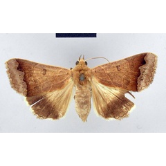 /filer/webapps/moths/media/images/T/tettensis_Ophiodes_HT_ZMHB.jpg