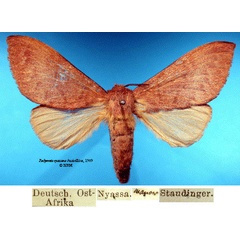 /filer/webapps/moths/media/images/N/nyassana_Pachymeta_HT_SNHMa.jpg